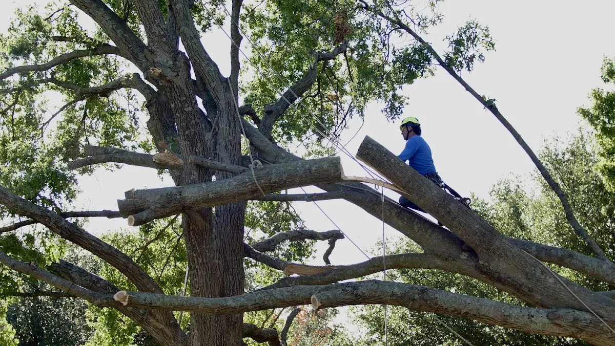 Professional Hazardous Tree Removal performed by certified arborists in Mauldin