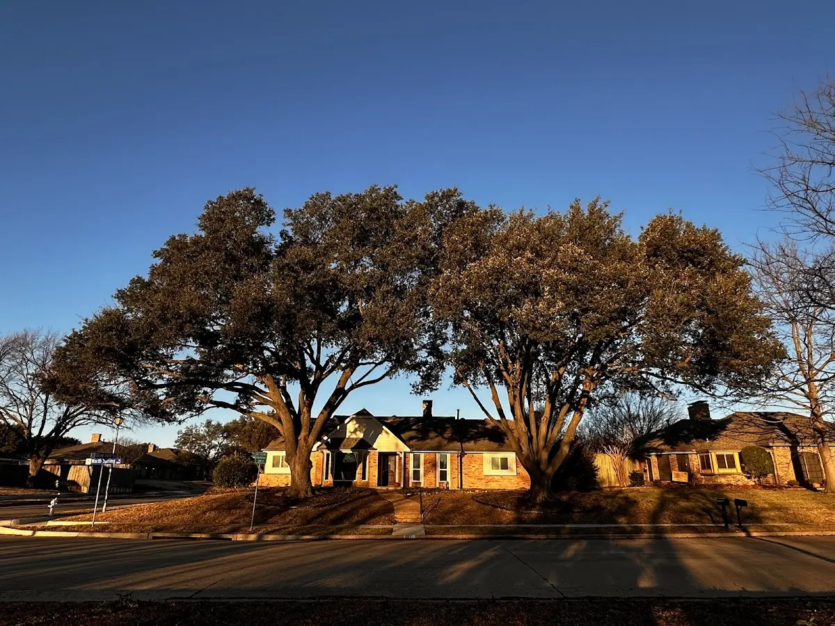 Established residential canopy tree shading a home in Mauldin